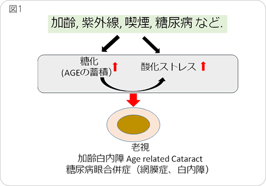 ストレス と は 酸化